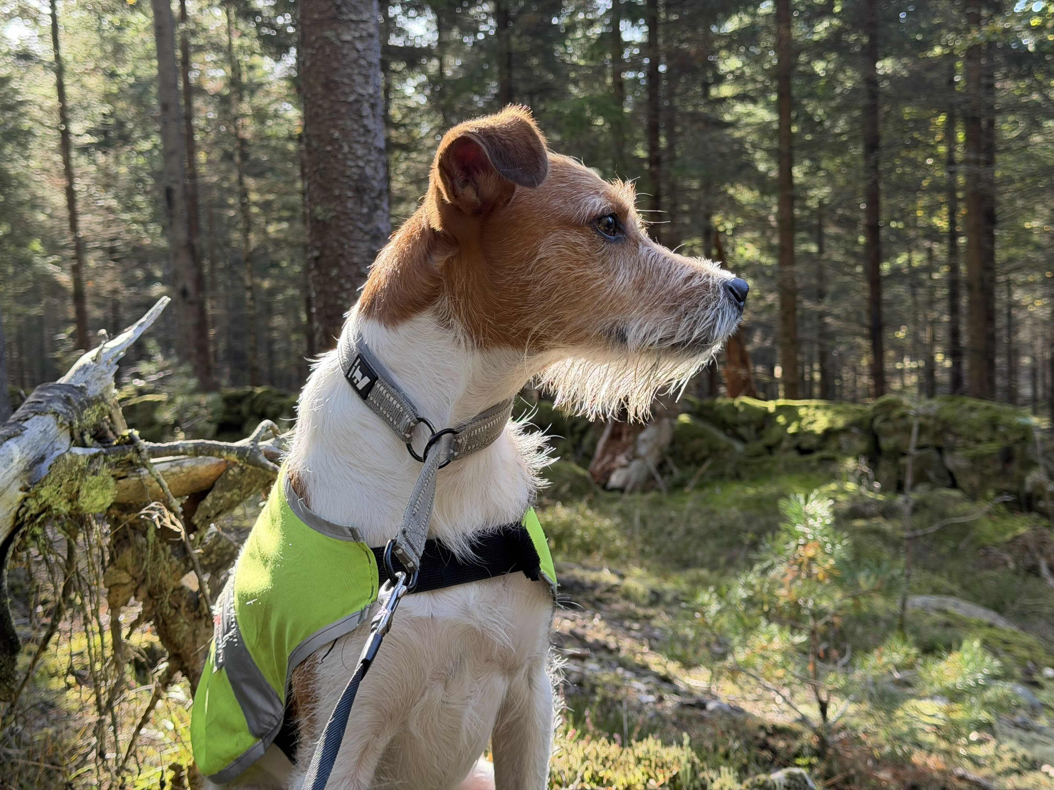 Bildexempel tagen med iPhone 17 Pro - Hund i skogen närbild 