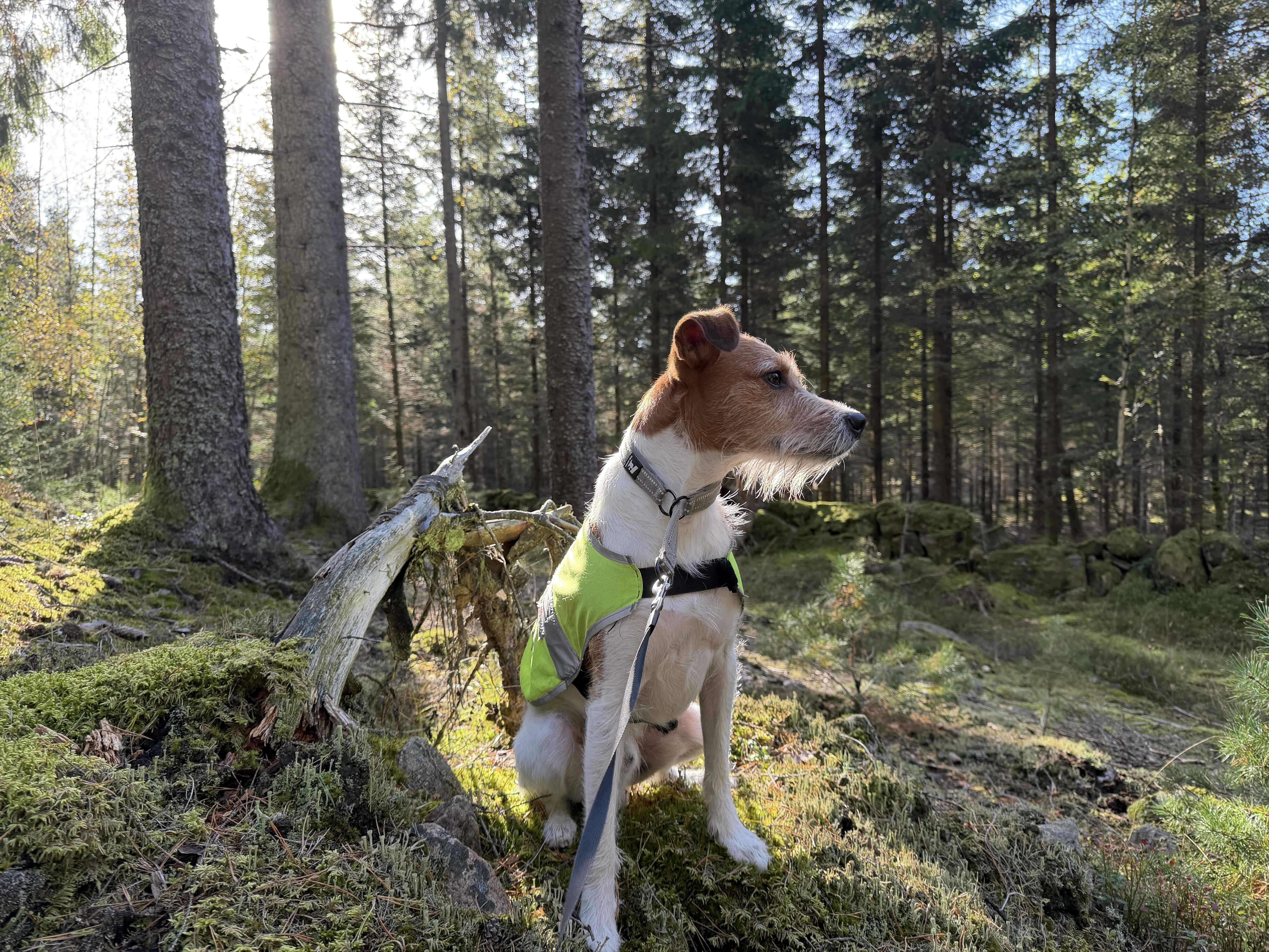 Bildexempel tagen med iPhone 17 Pro - Hund i skogen 